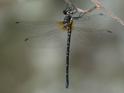 Eusynthemis nigra female-220661